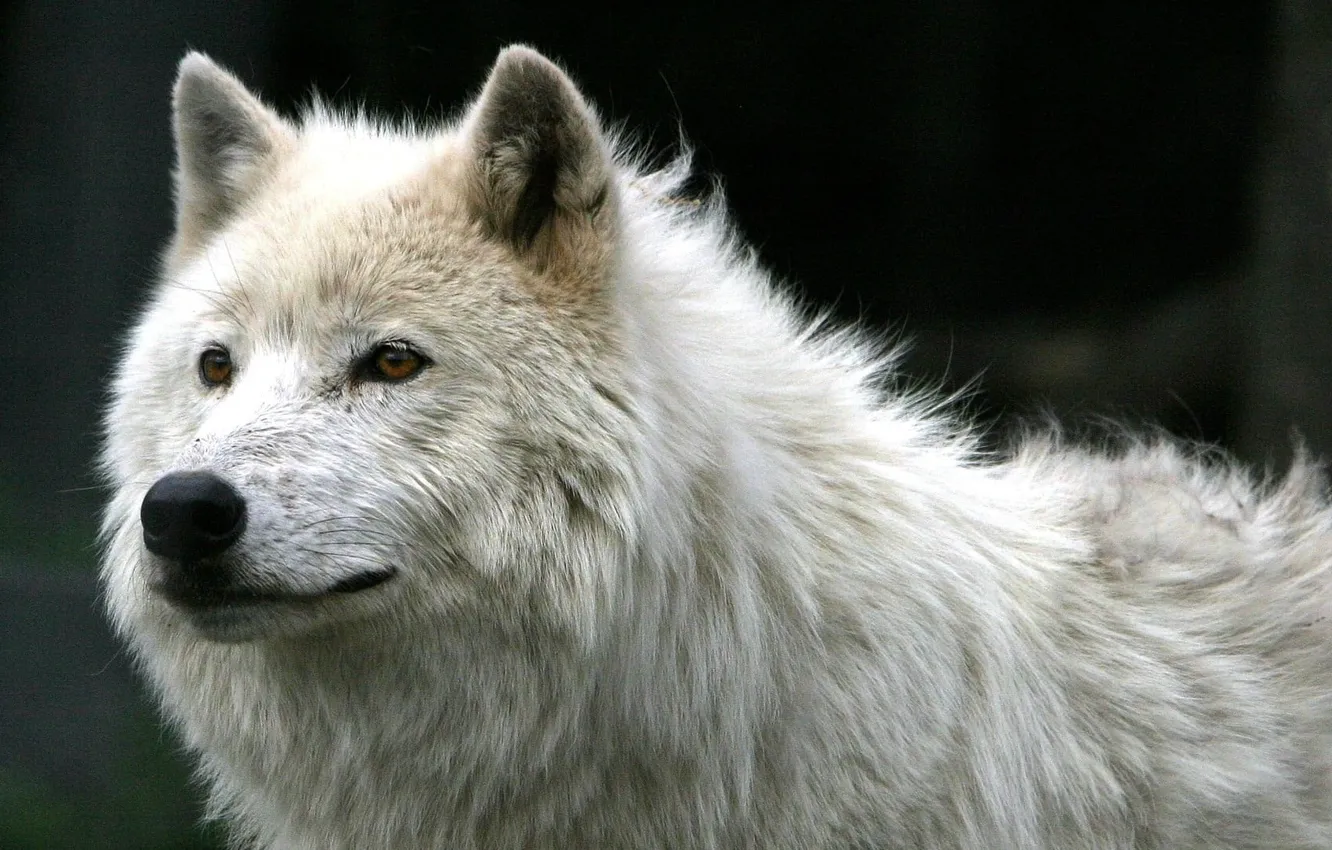 Фото обои animal, mammal, white wolf, animal themes, animals in the wild, one animal