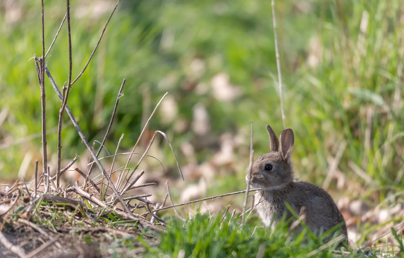 Фото обои трава, природа, заяц, малыш, зайчик, боке, зайчонок