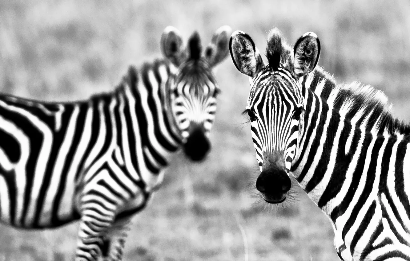 Фото обои полоски, белое, чёрно, зебры