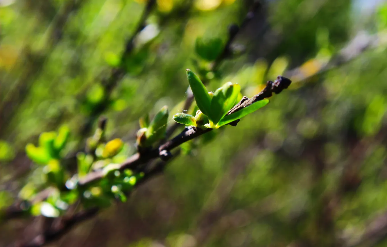 Фото обои зелень, паутина, Листья, цвет.