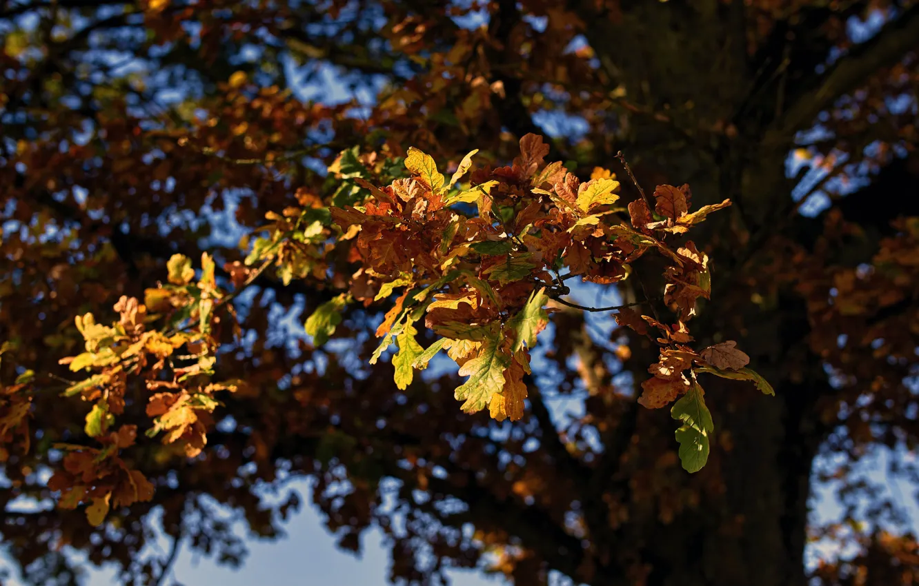 Фото обои осень, листья, дерево, боке, дуб
