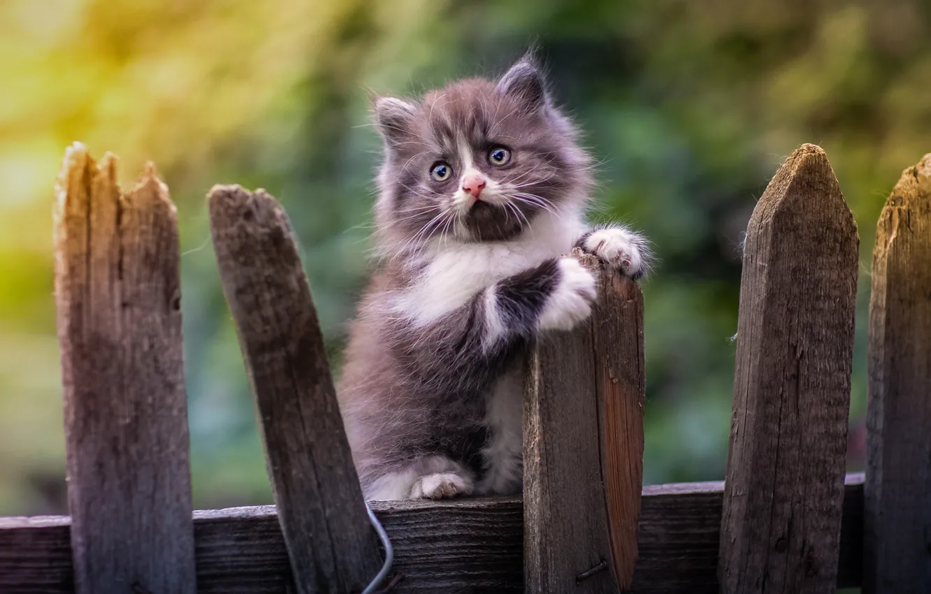 Фото обои забор, малыш, котёнок, боке, Юрий Коротун