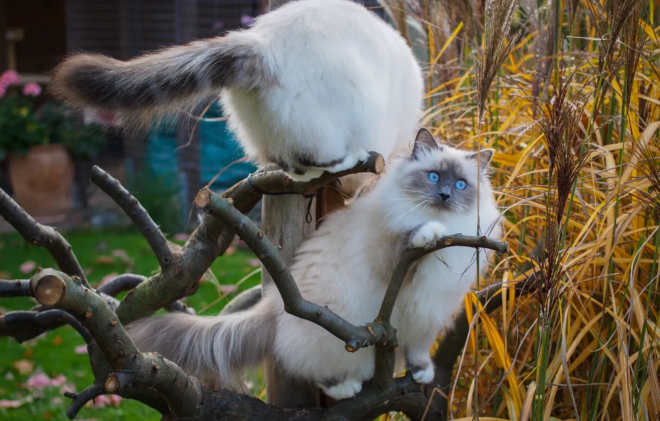 Фото обои кошка, кот, взгляд, листья, кошки, ветки, дерево, коты