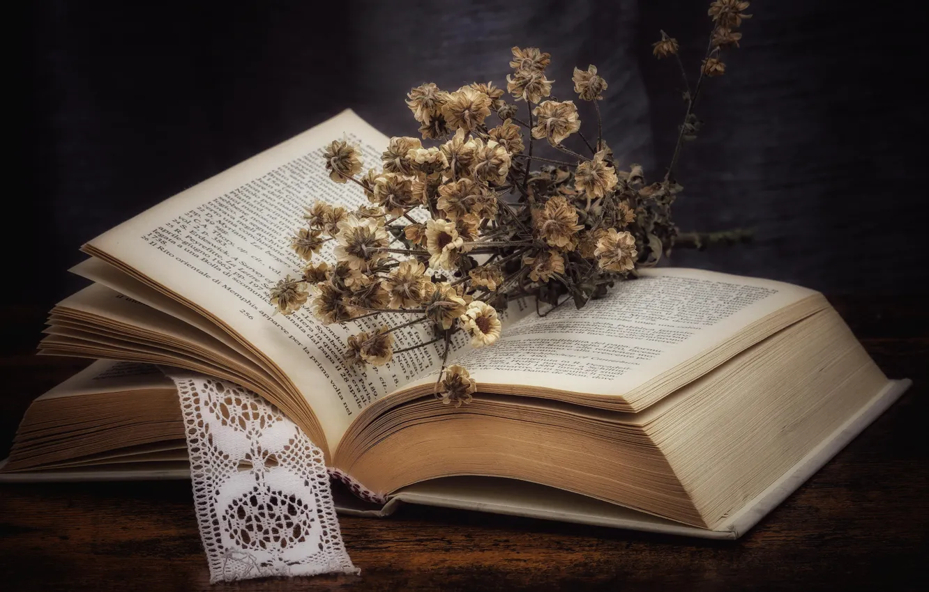 Фото обои цветы, темный фон, доски, ромашки, сухие, книга, белые, натюрморт