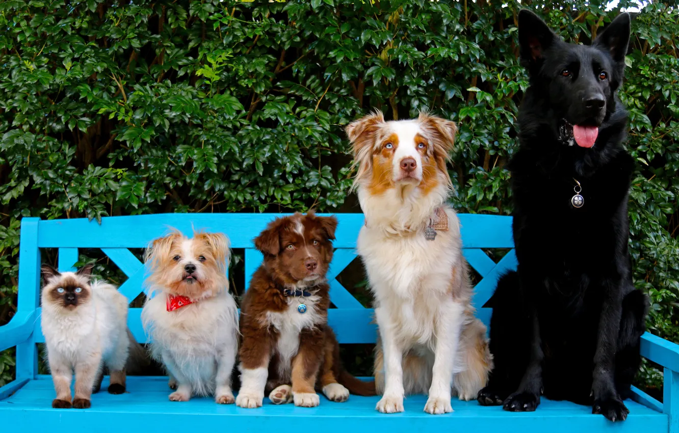 Фото обои кошка, собаки, скамейка, щенок, друзья, шеренга, Австралийская овчарка, Немецкая овчарка