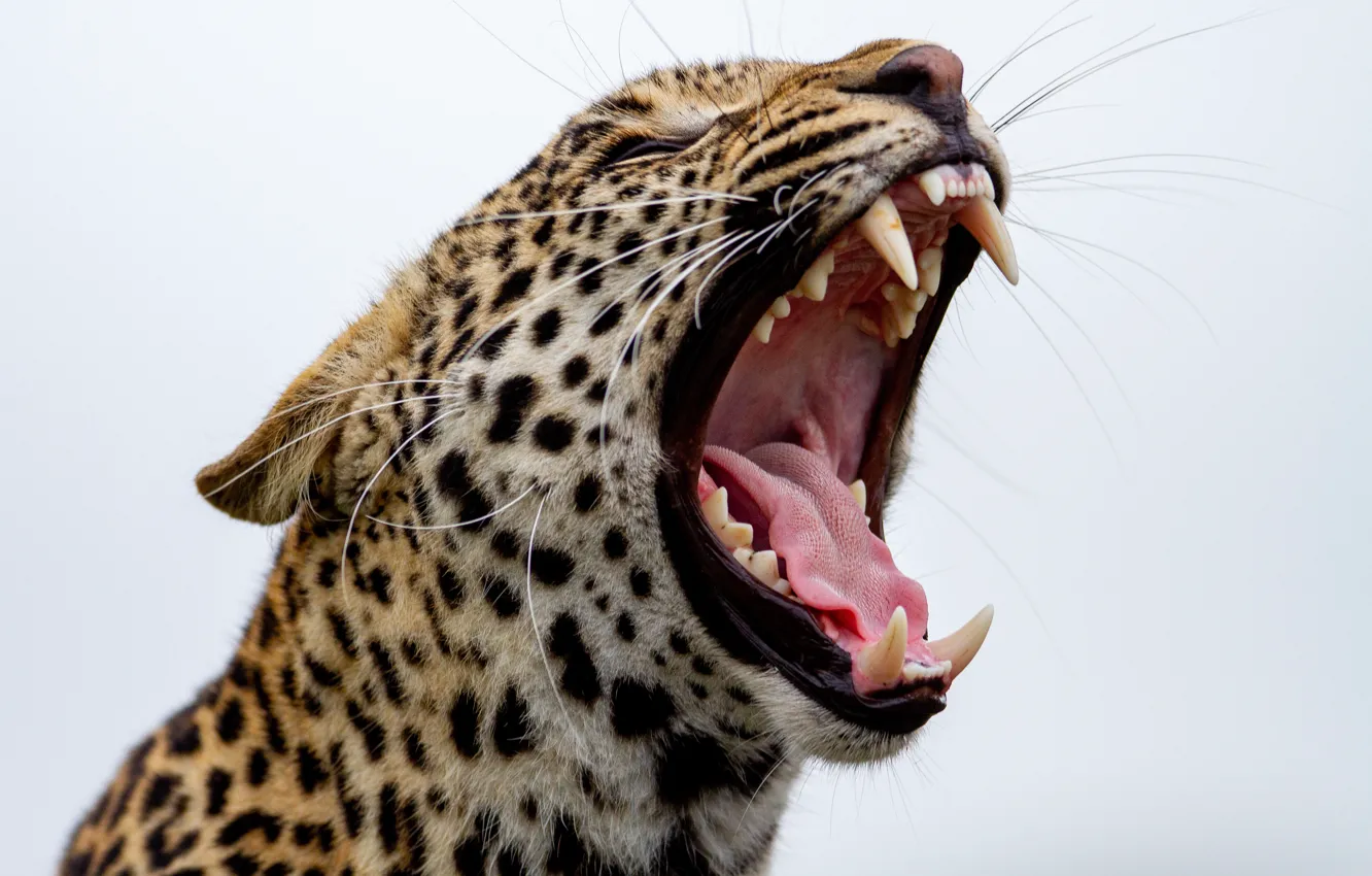 Фото обои Леопард, Усы, Зубы, Пасть, Клыки, Хищник, Leopard, Большая кошка