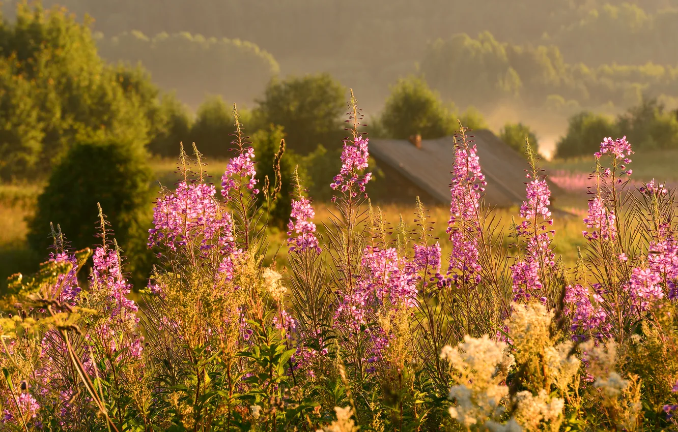 Фото обои поле, лето, цветы, природа, домик, ивн-чай