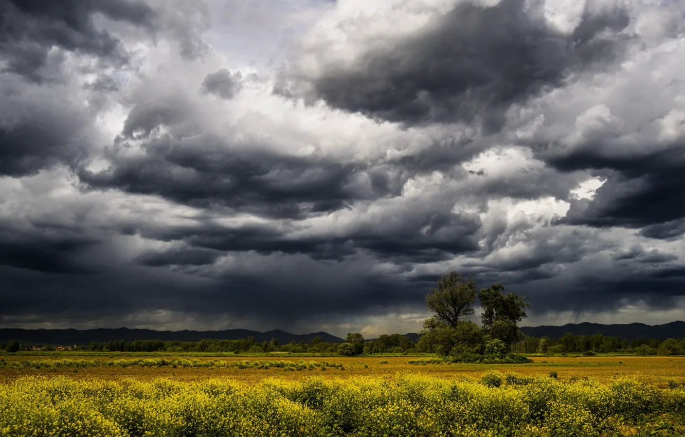 Фото обои поле, небо, облака, пейзаж, цветы, шторм, природа