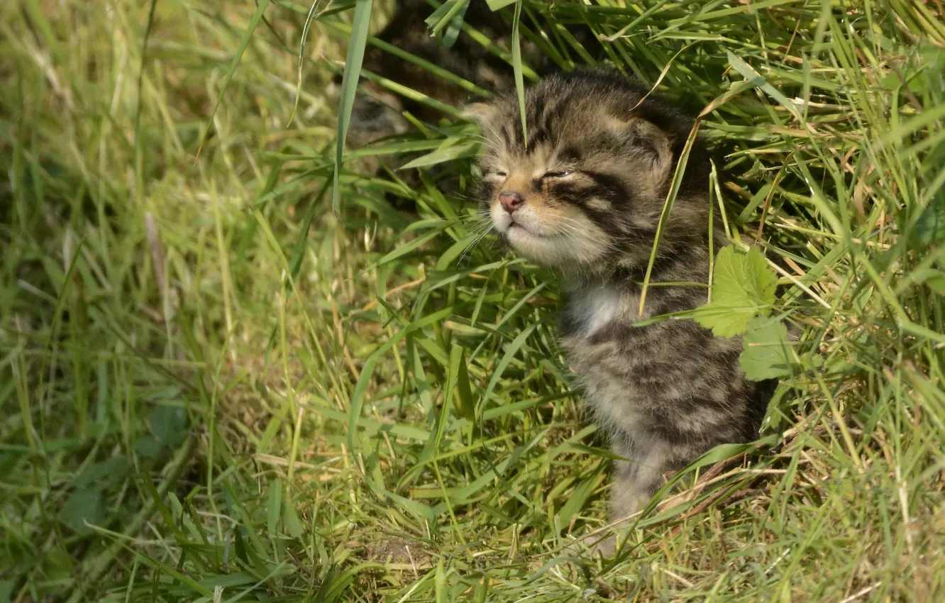 Фото обои трава, котёнок, дикая кошка, Шотландская лесная кошка