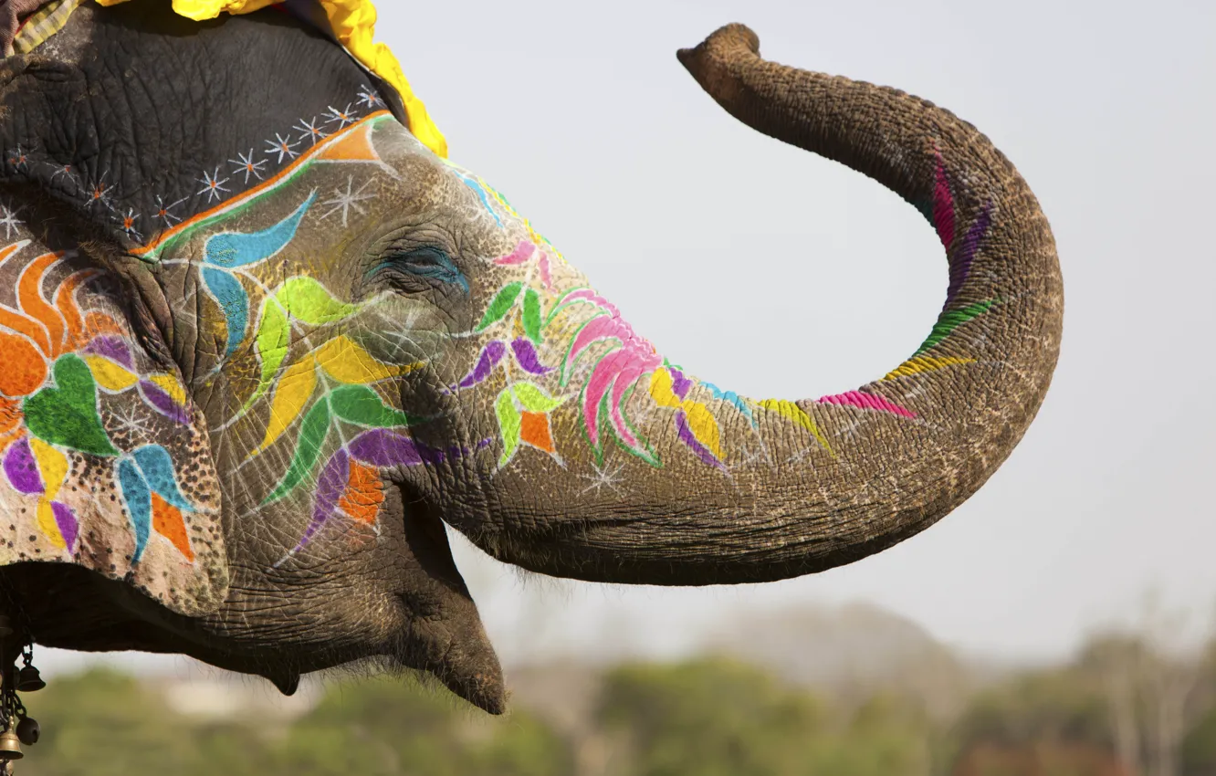 Фото обои украшения, отдых, слон, Индия, разноцветные, мелки, боке, фестиваль