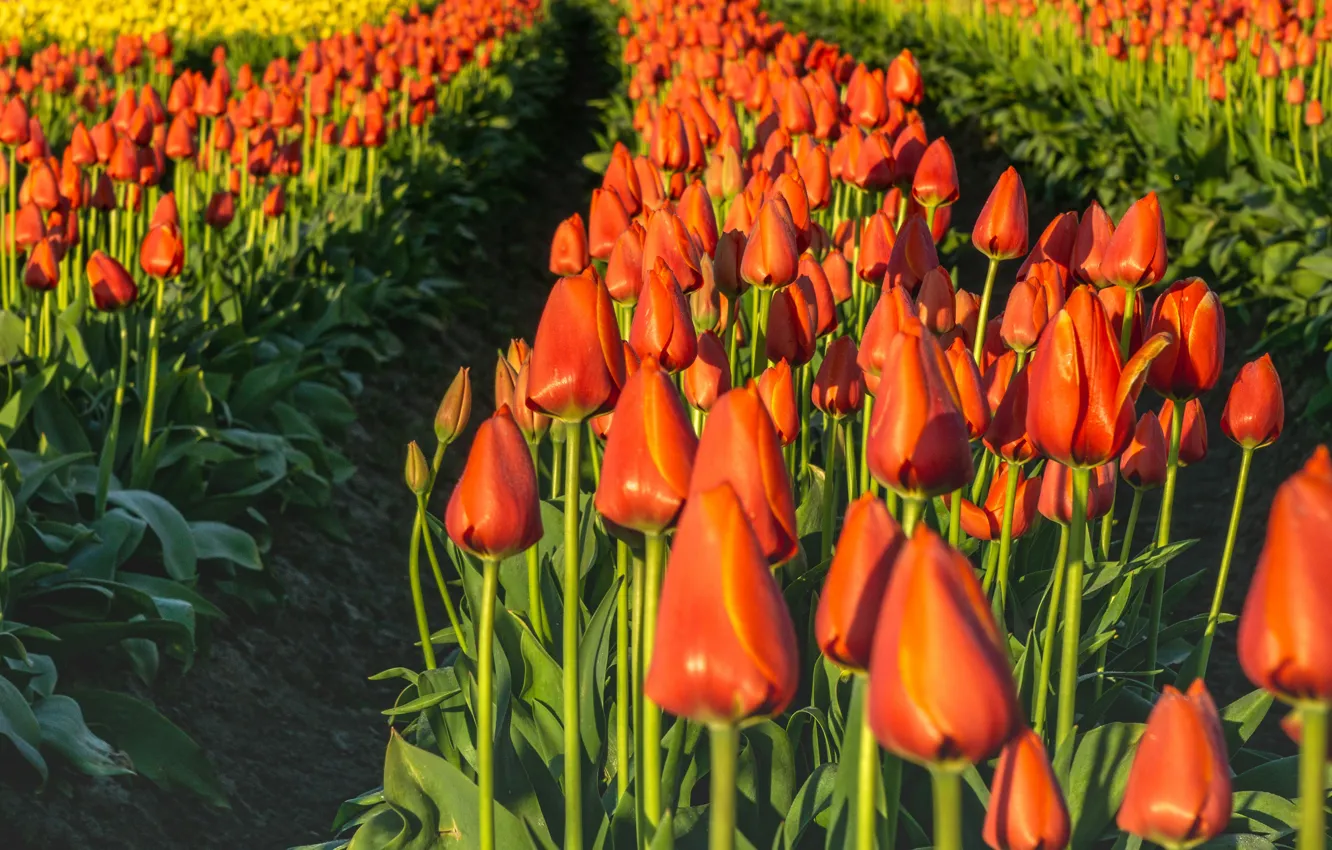 Фото обои поле, цветы, весна, тюльпаны, оранжевые, бутоны, много, ряды