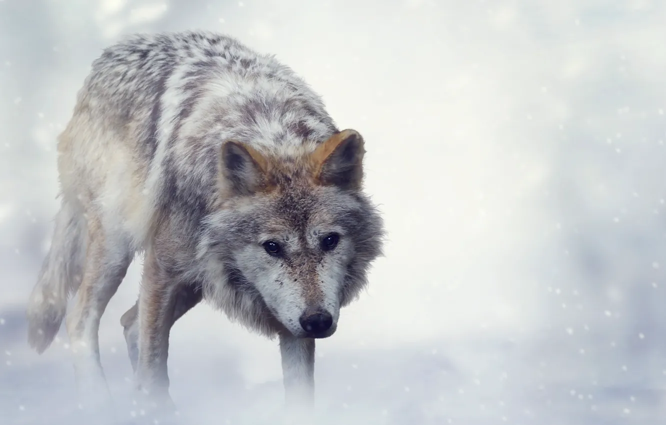 Фото обои Зима, Взгляд, Волк, Животные