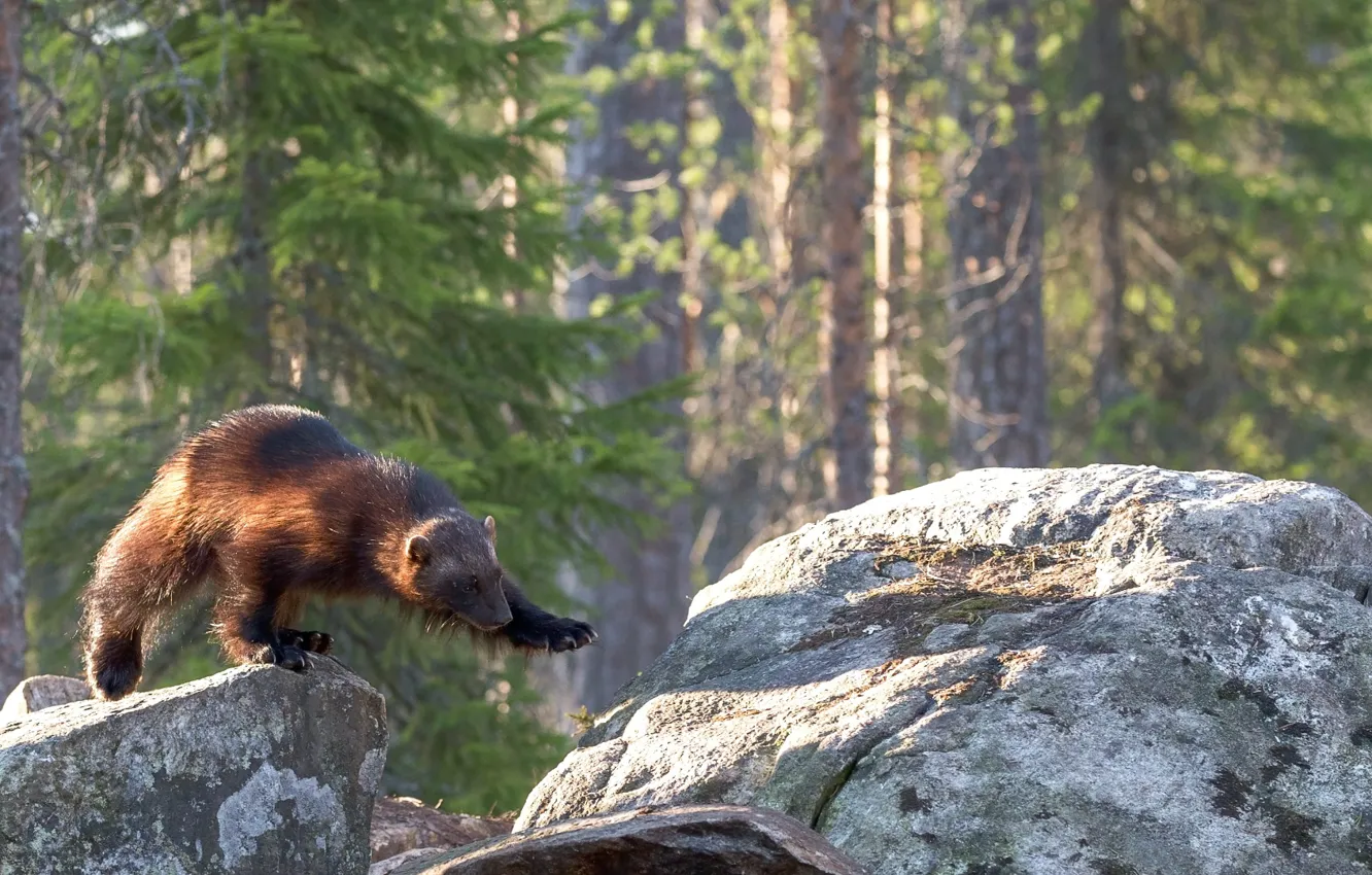 Фото обои rock, forest, Wolverine, woodland, brown bear standing on boulder