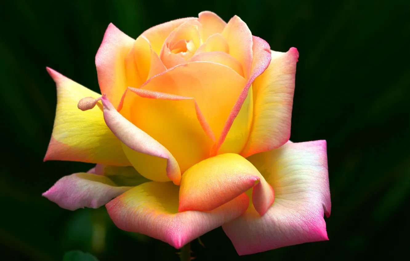 Фото обои фон, роза, лепестки, прелесть