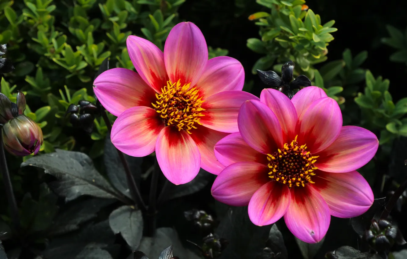 Фото обои pink, blooming, dahlia