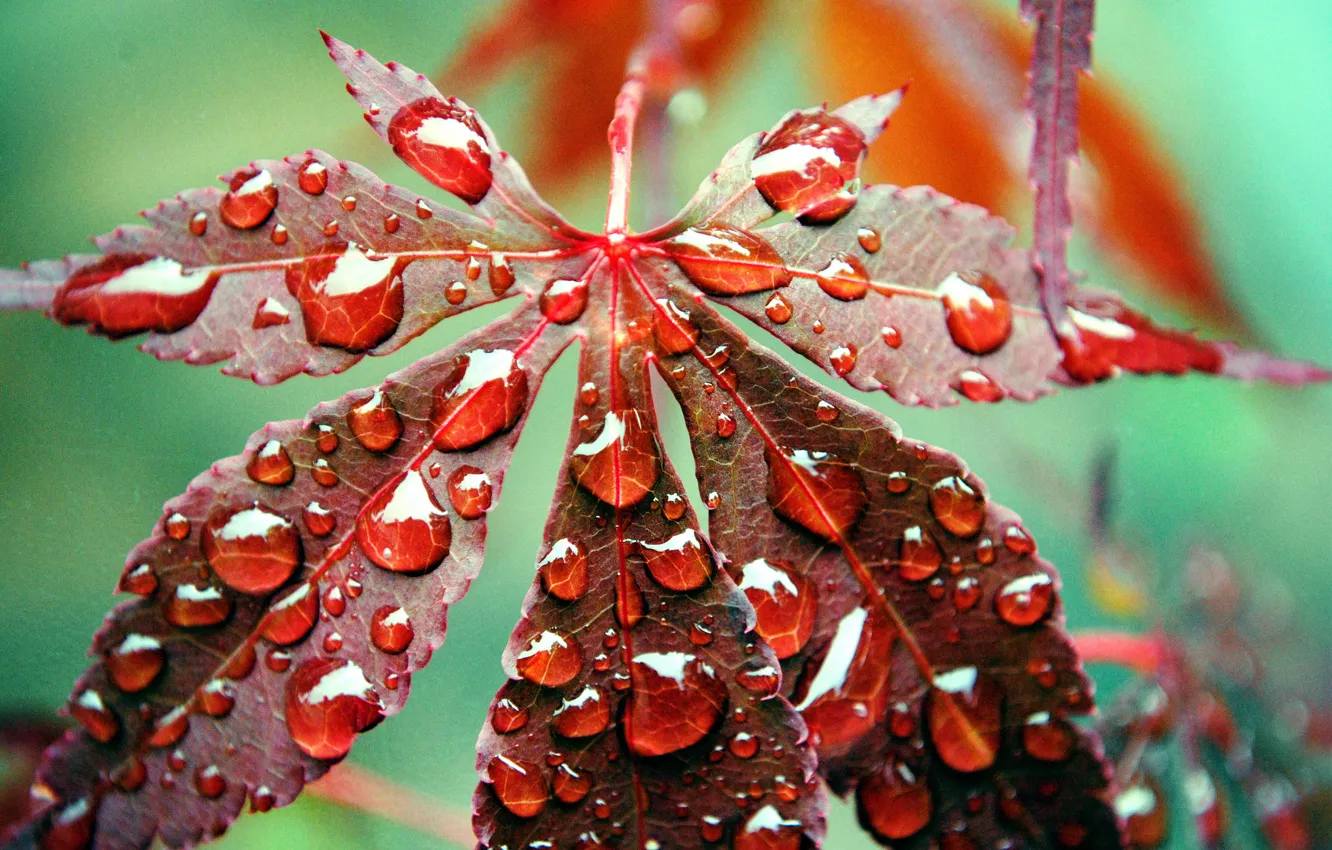 Фото обои осень, вода, капли, лист, роса