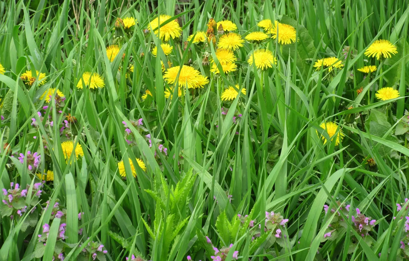 Фото обои трава, цветы, луг, одуванчики, весна 2018, Meduzanol ©