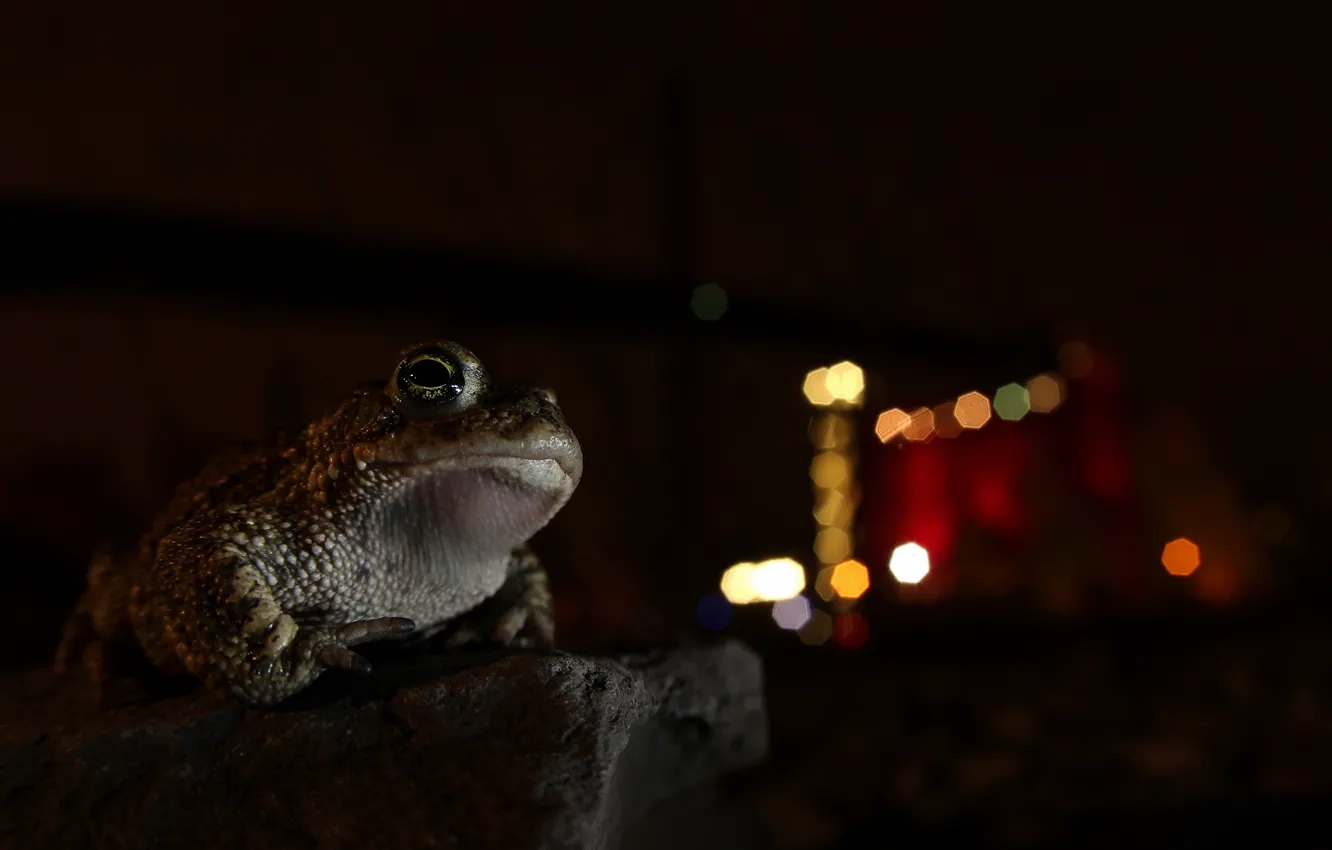 Фото обои ночь, фон, лягушка