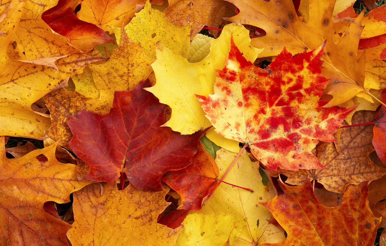 Фото обои осень, желтый, листы