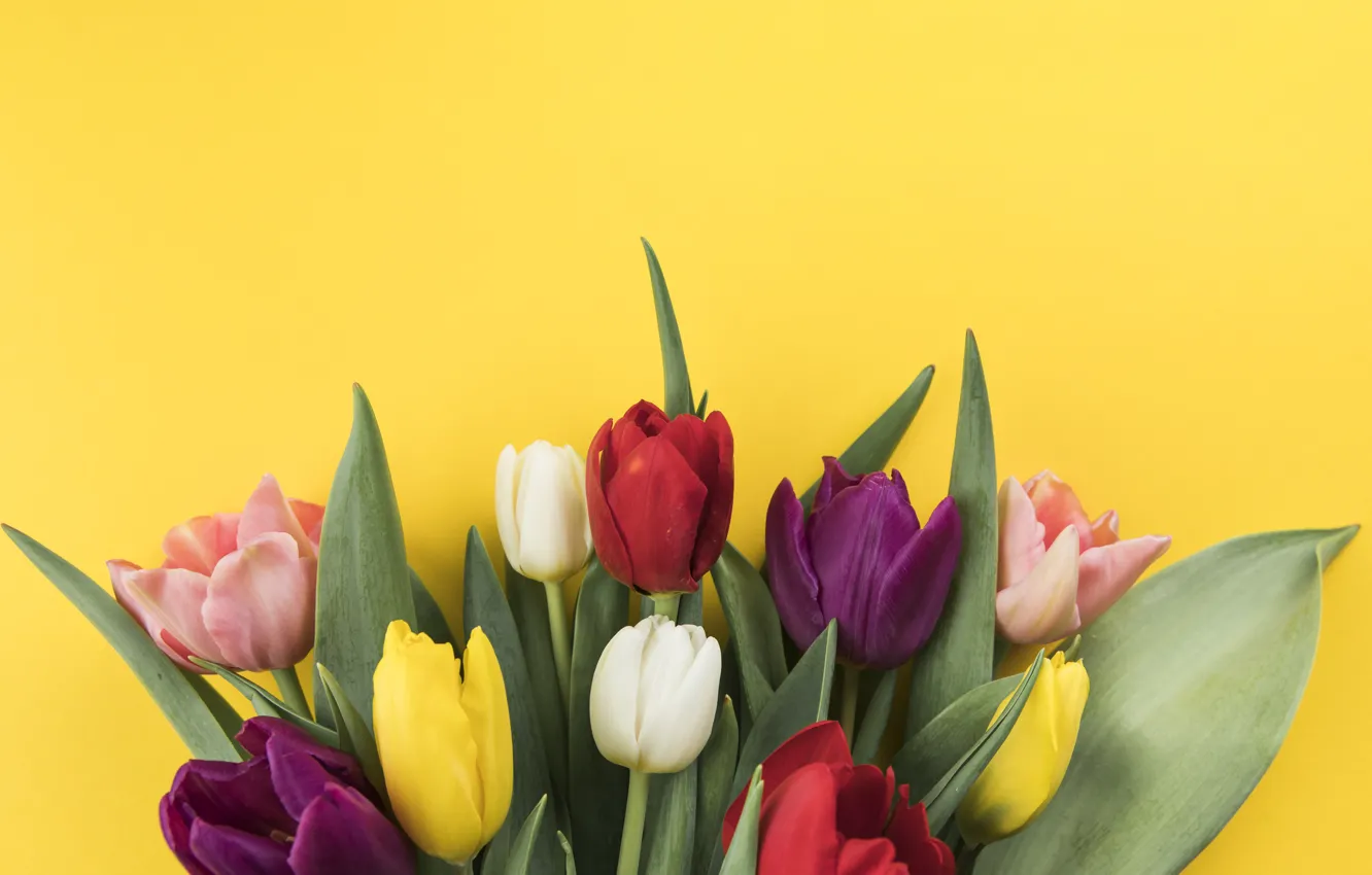 Фото обои цветы, colorful, тюльпаны, flowers, beautiful, tulips, spring, multicolored