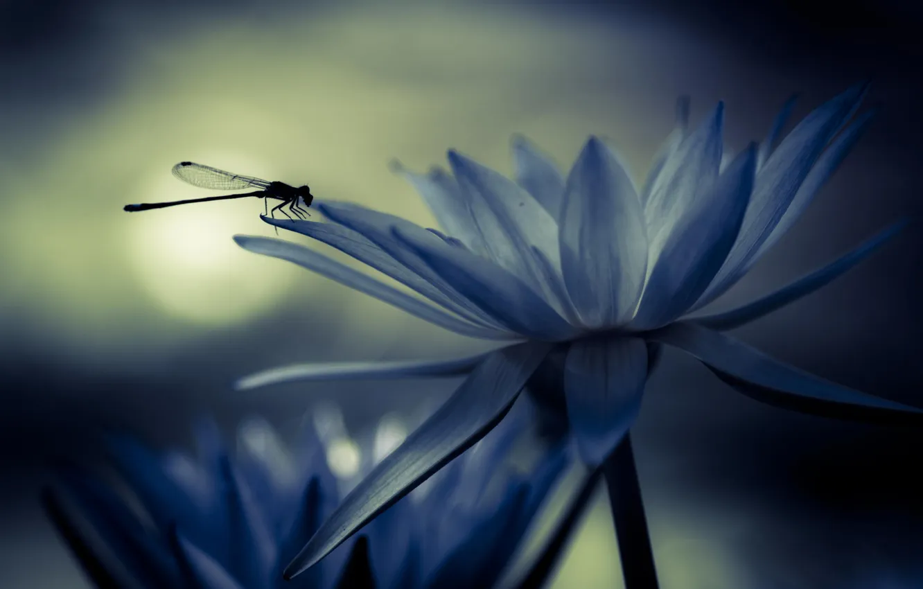 Фото обои цветы, стрекоза, насекомое, водяная лилия
