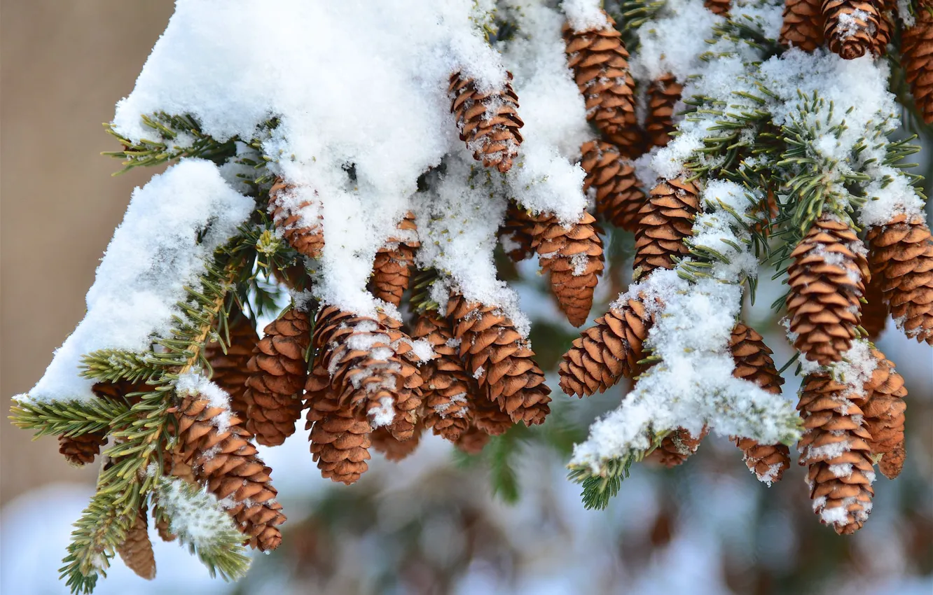 Фото обои зима, снег, природа, дерево, ель, шишки