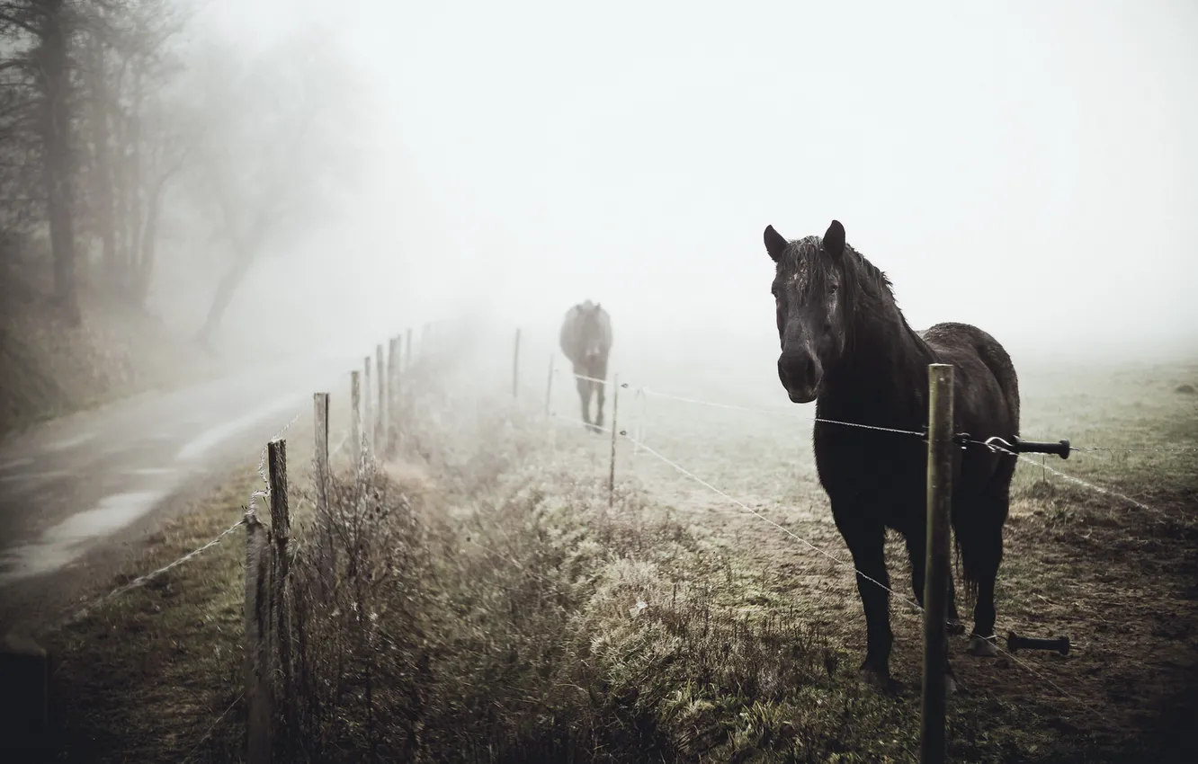 Фото обои дорога, туман, кони