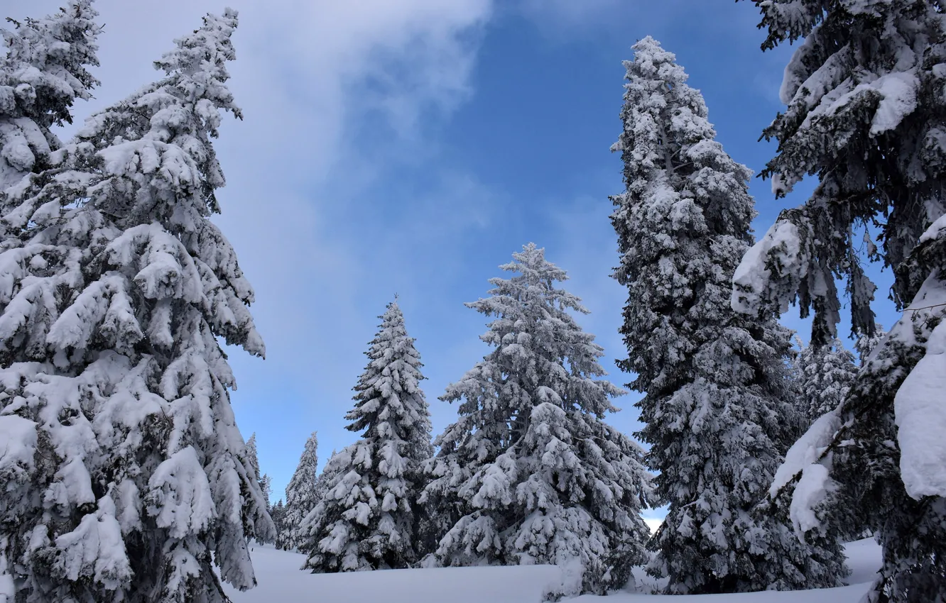 Фото обои холод, зима, небо, снег, деревья, природа