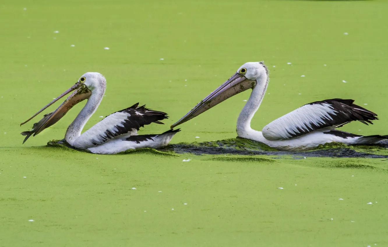 Фото обои green, food, lake, fish, fishing, feed, algae, hunting