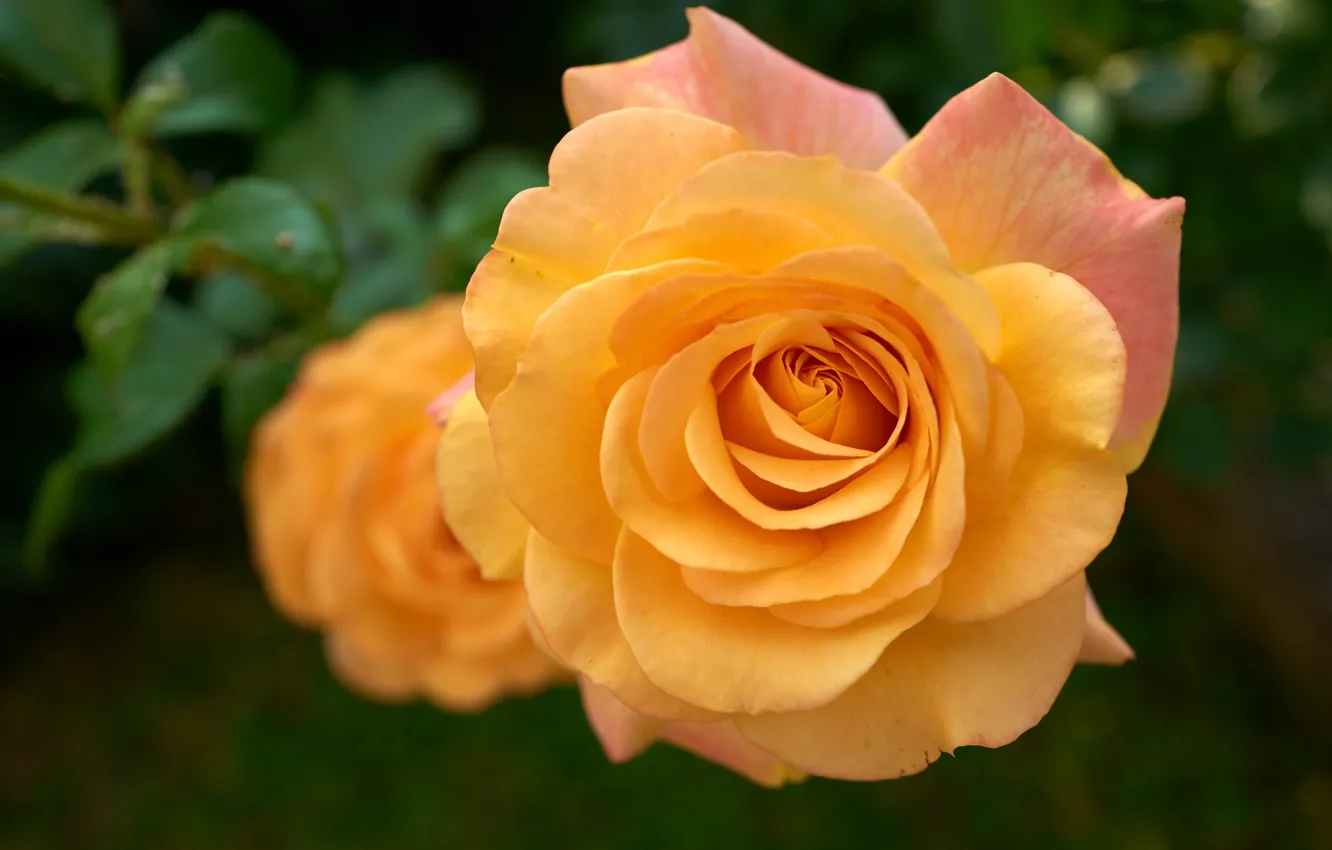 Фото обои макро, роза, оранжевая, лепестки