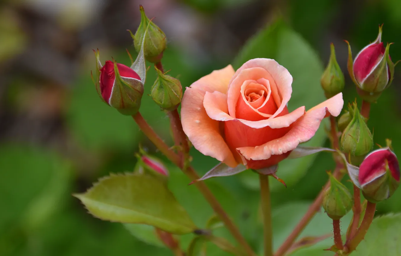 Фото обои цветок, листья, стебли, розовая, роза, оранжевая, сад, бутоны