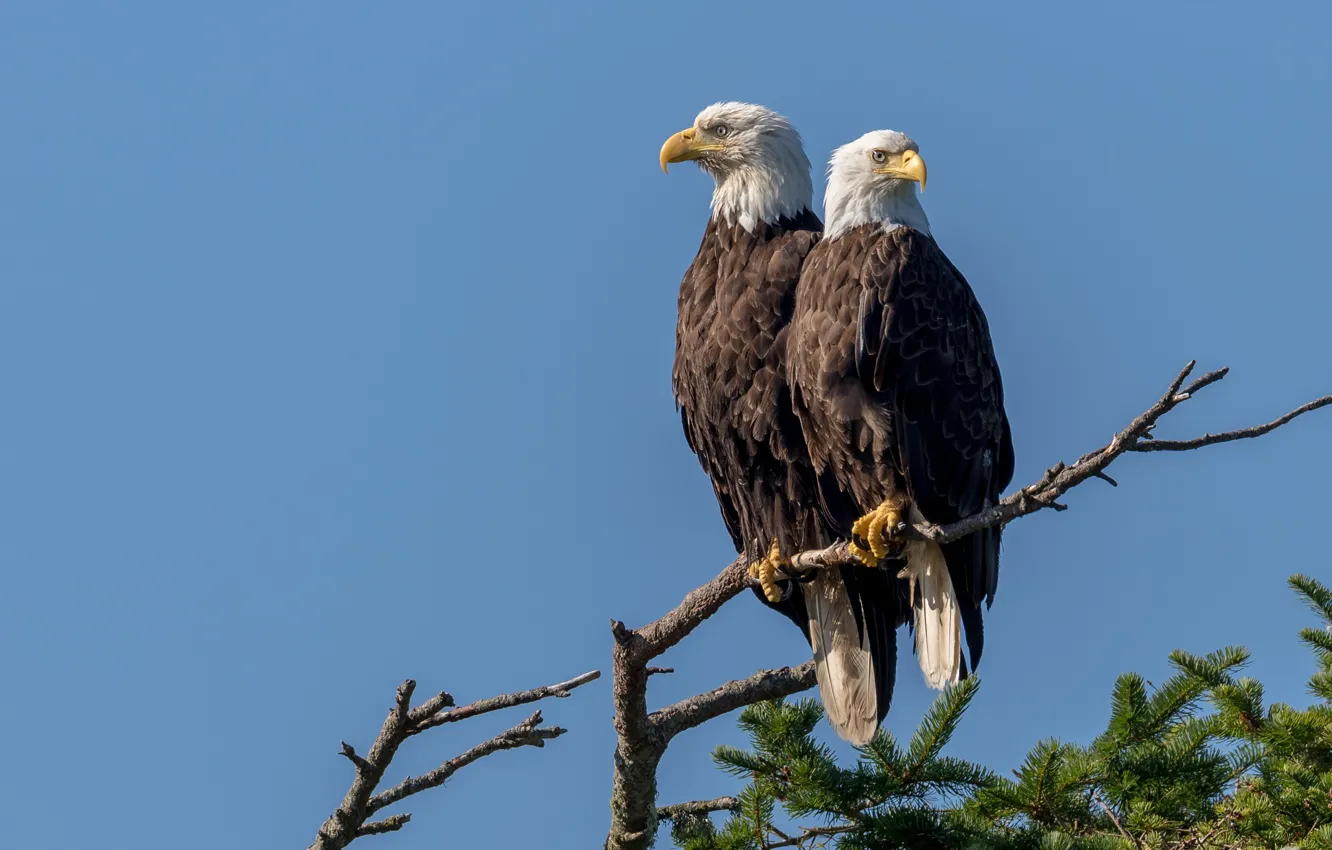 Фото обои птицы, природа, Vancouver Island, Bald Eagle Pair