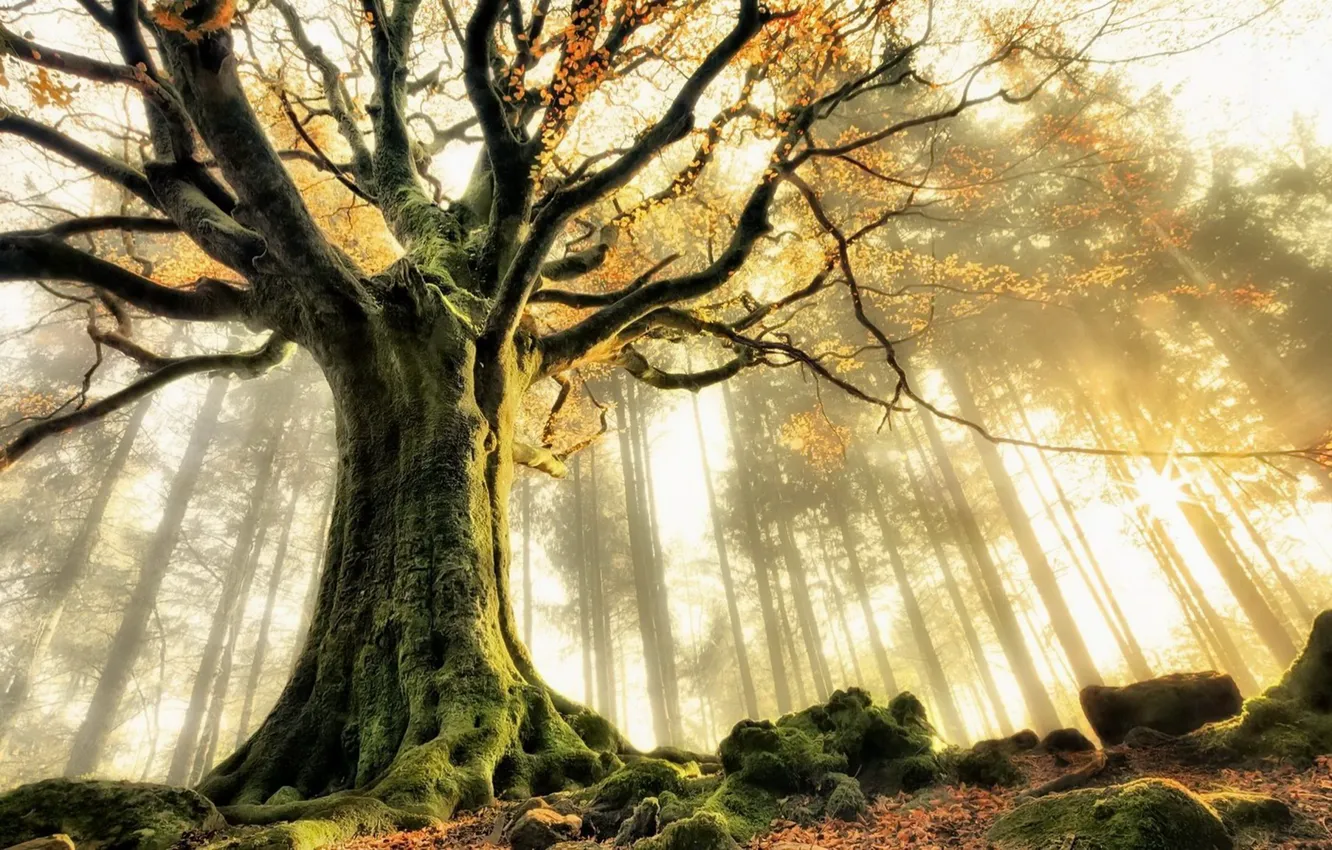Фото обои лес, природа, туман, дерево