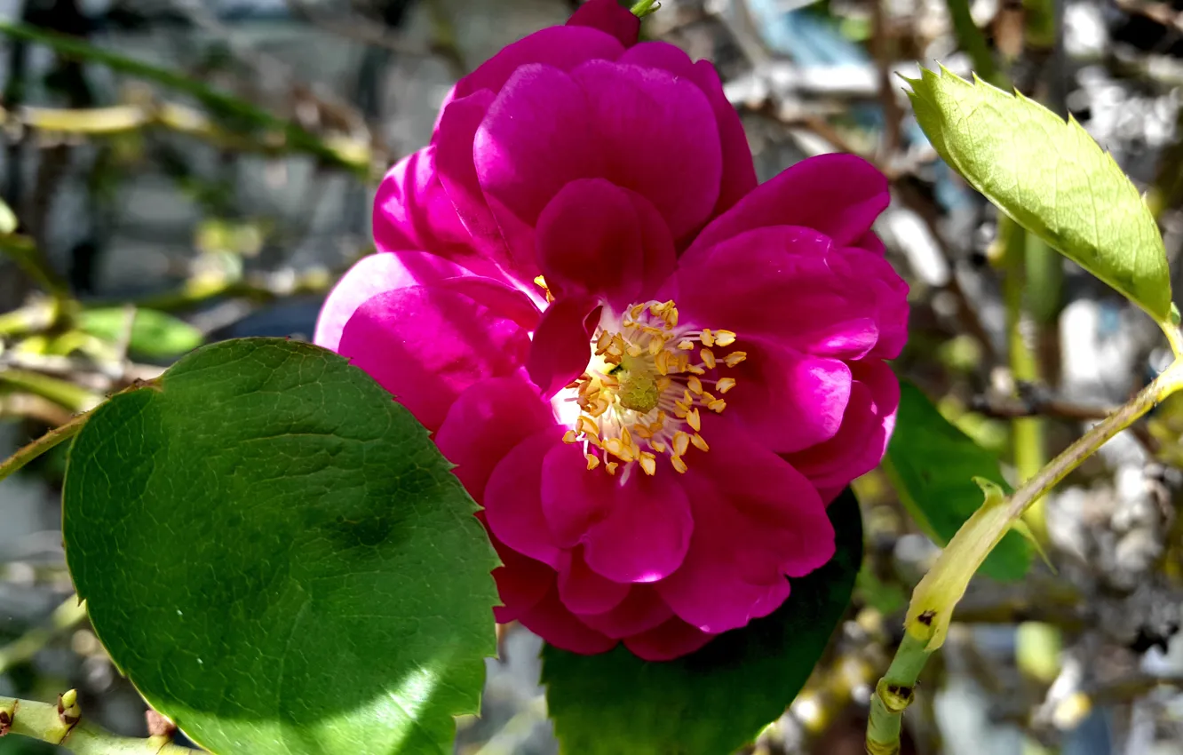 Фото обои Роза, Flower, Purple rose
