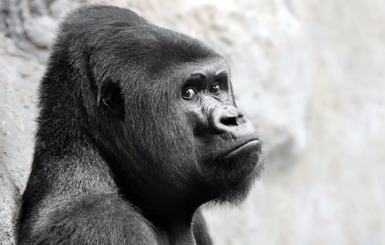 Фото обои взгляд, обезьяна, gorilla