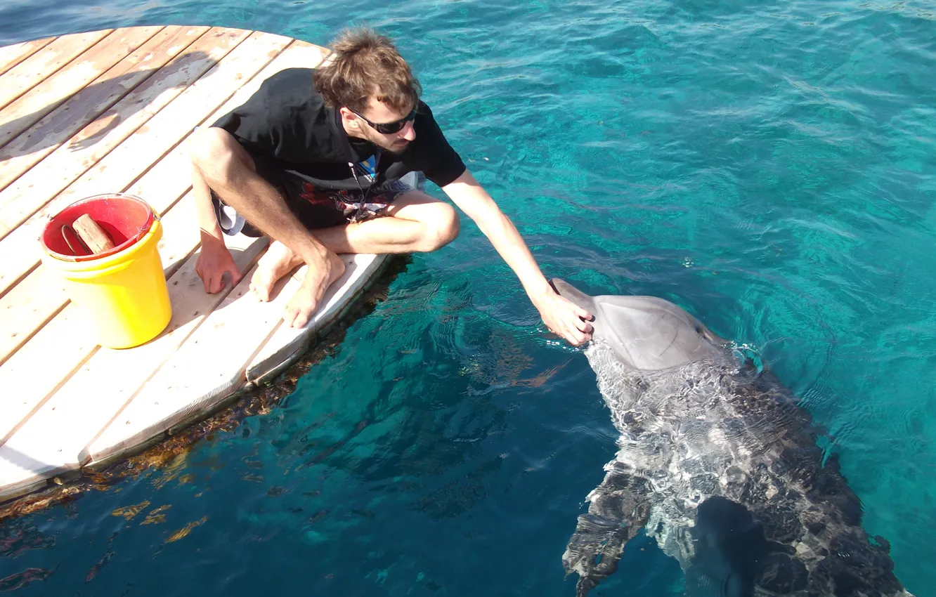 Фото обои дельфин, человек, общение, Израиль, Эйлат