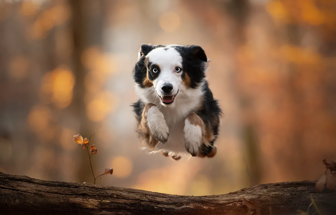 Фото обои прыжок, собака, бревно, боке, Миниатюрная австралийская овчарка, Мини аусси