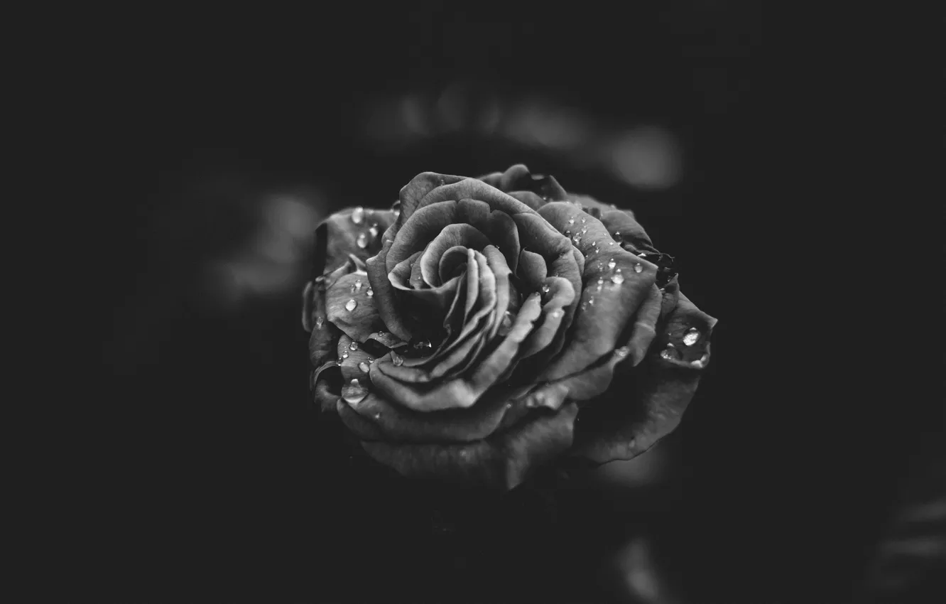 Фото обои цветок, капли, роза, лепестки, черно-белое