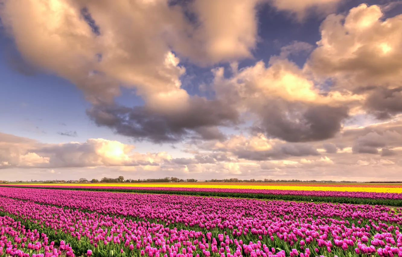 Фото обои поле, небо, облака, цветы, красота, позитив, весна, желтые
