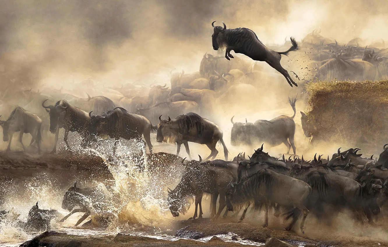 Фото обои брызги, прыжок, водоём, стадо, антилопы