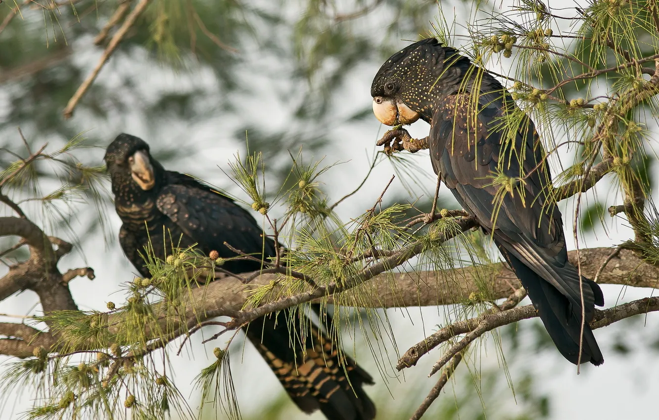 Фото обои птицы, природа, black cockatoo
