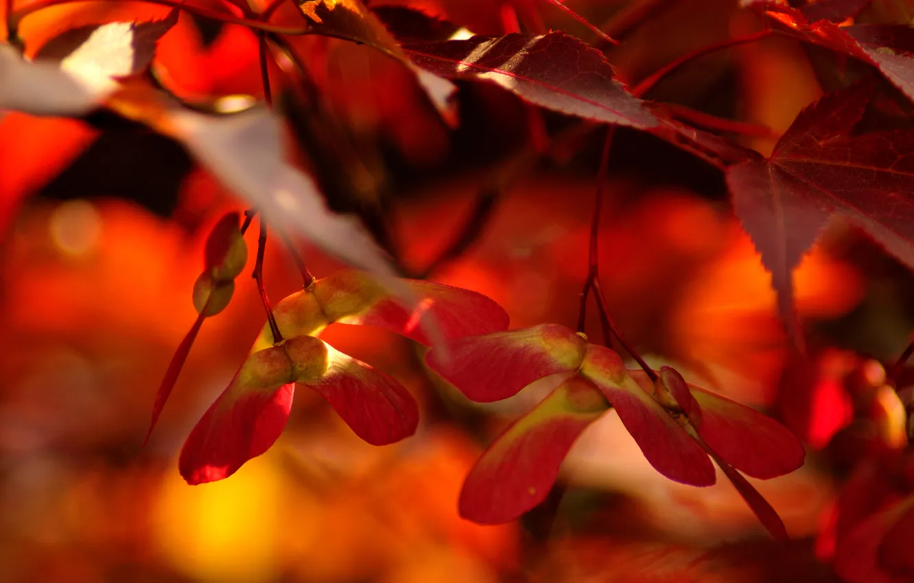 Фото обои листья, red, оранж, жилы