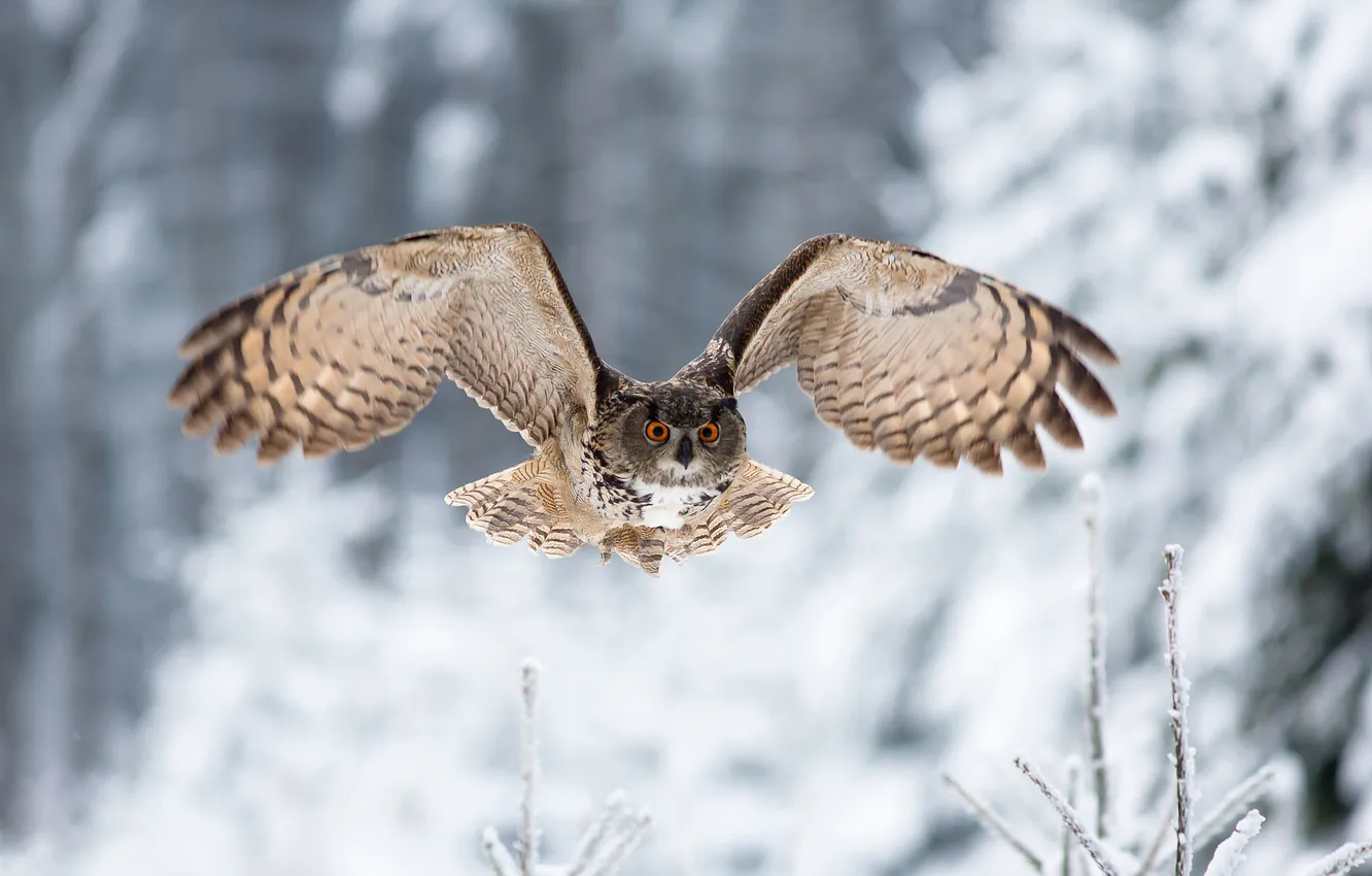 Фото обои зима, взгляд, сова, птица, крылья, полёт