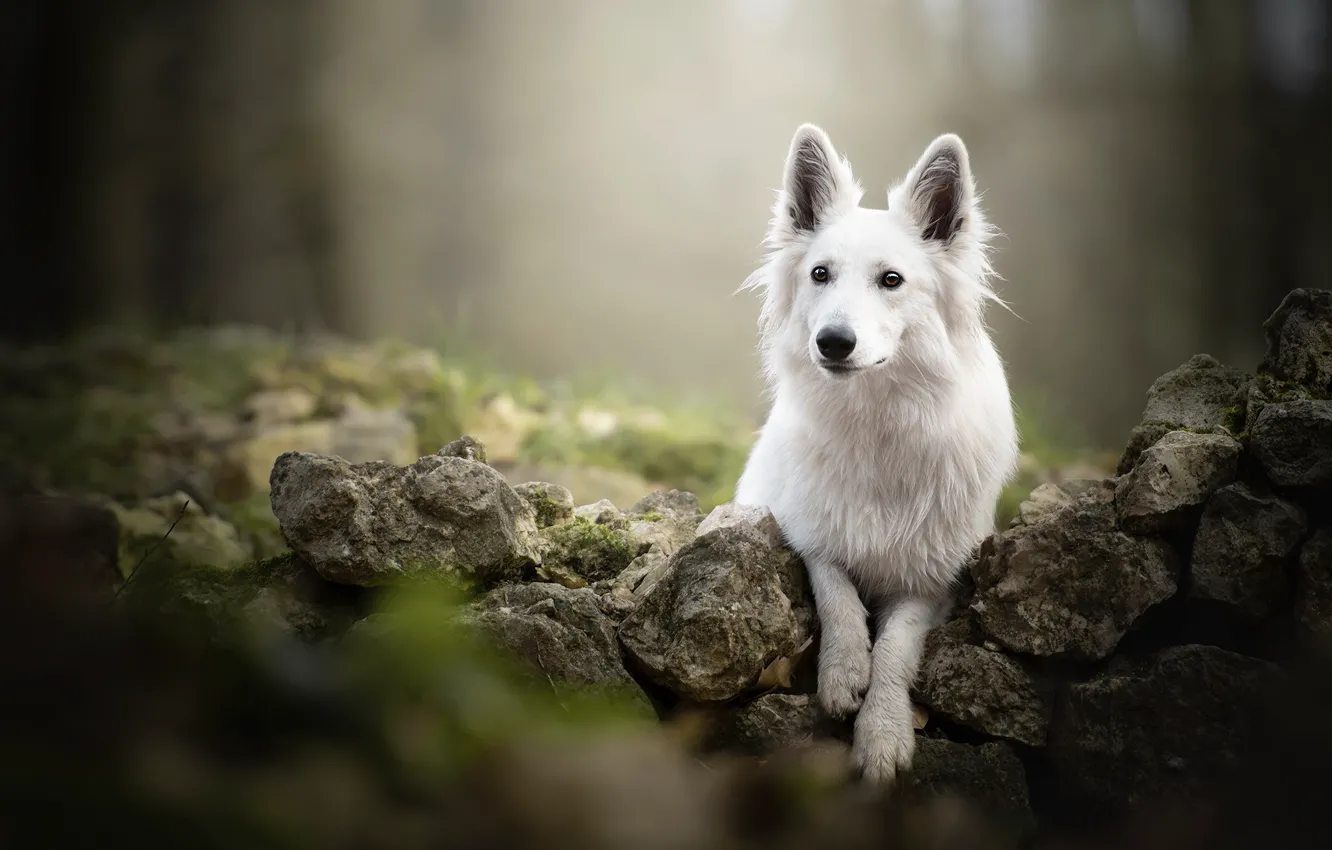 Фото обои камни, собака, боке, Белая швейцарская овчарка