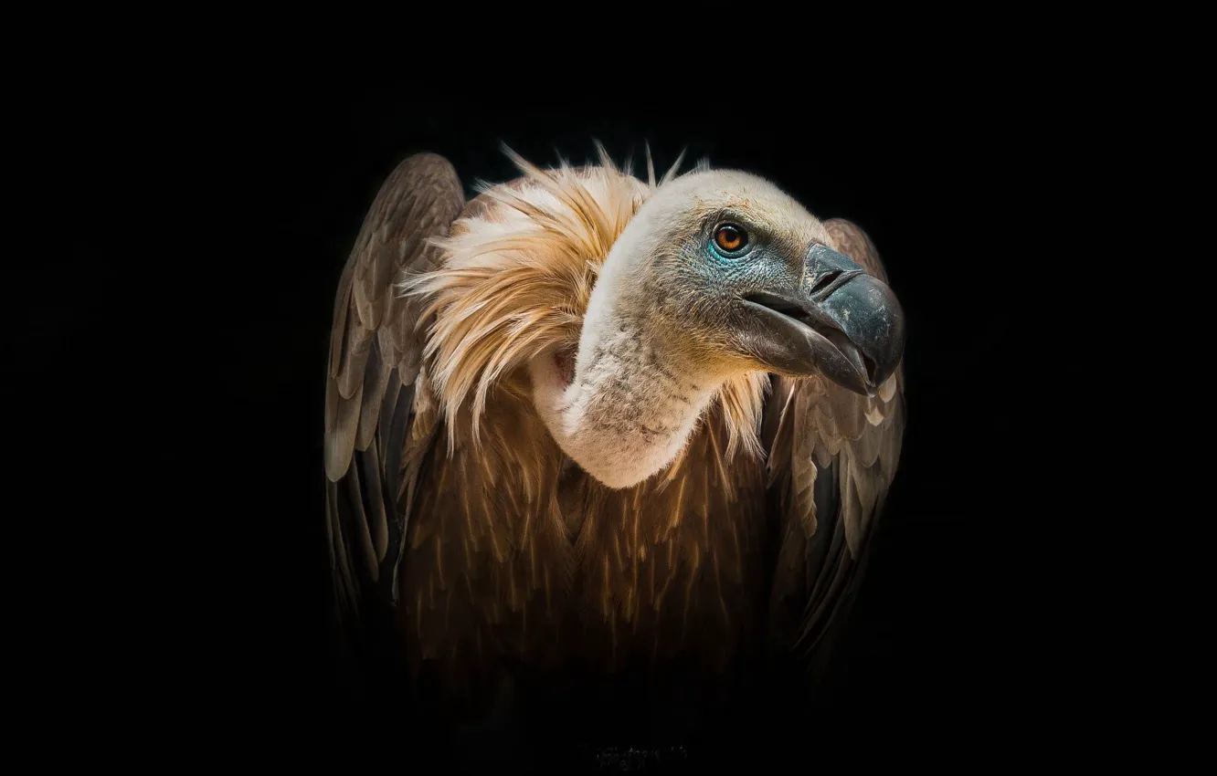 Фото обои Birds, Wild, Bird, Vulture, African