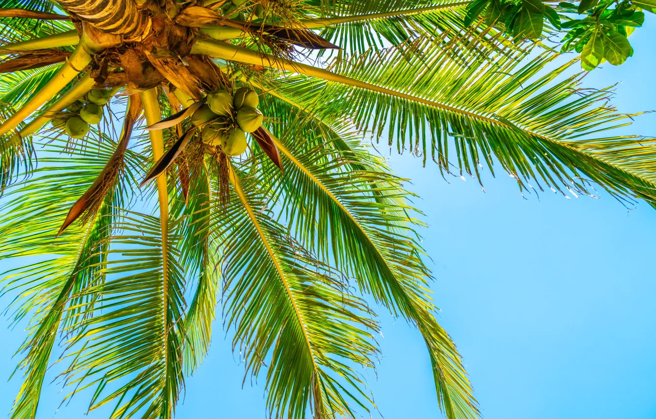 Фото обои лето, небо, солнце, пальмы, summer, beach, paradise, palms