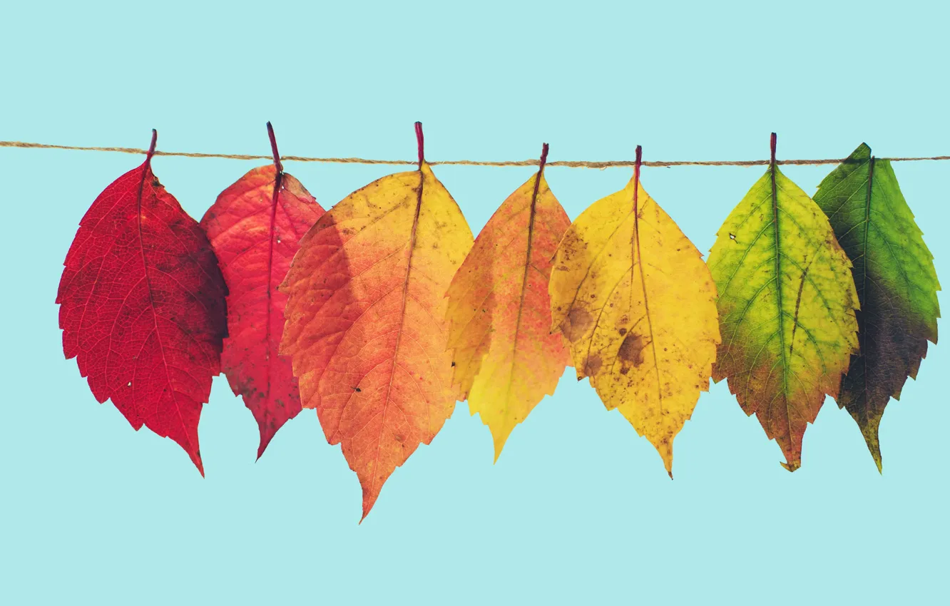 Фото обои осень, листья, желтые, зеленые, красные, разноцветные, верёвка, голубой фон