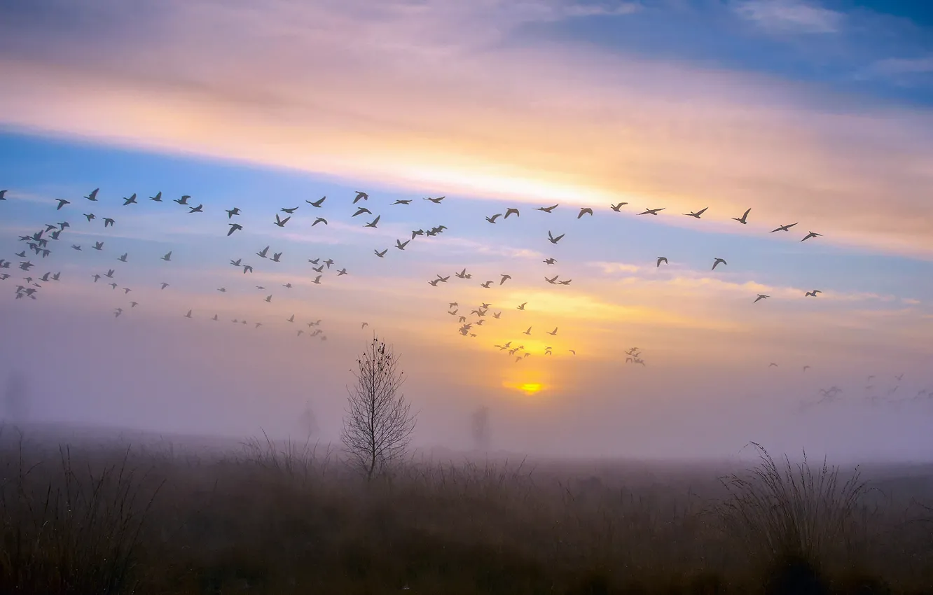 Фото обои осень, небо, закат, птицы, туман, роса, дерево, утки