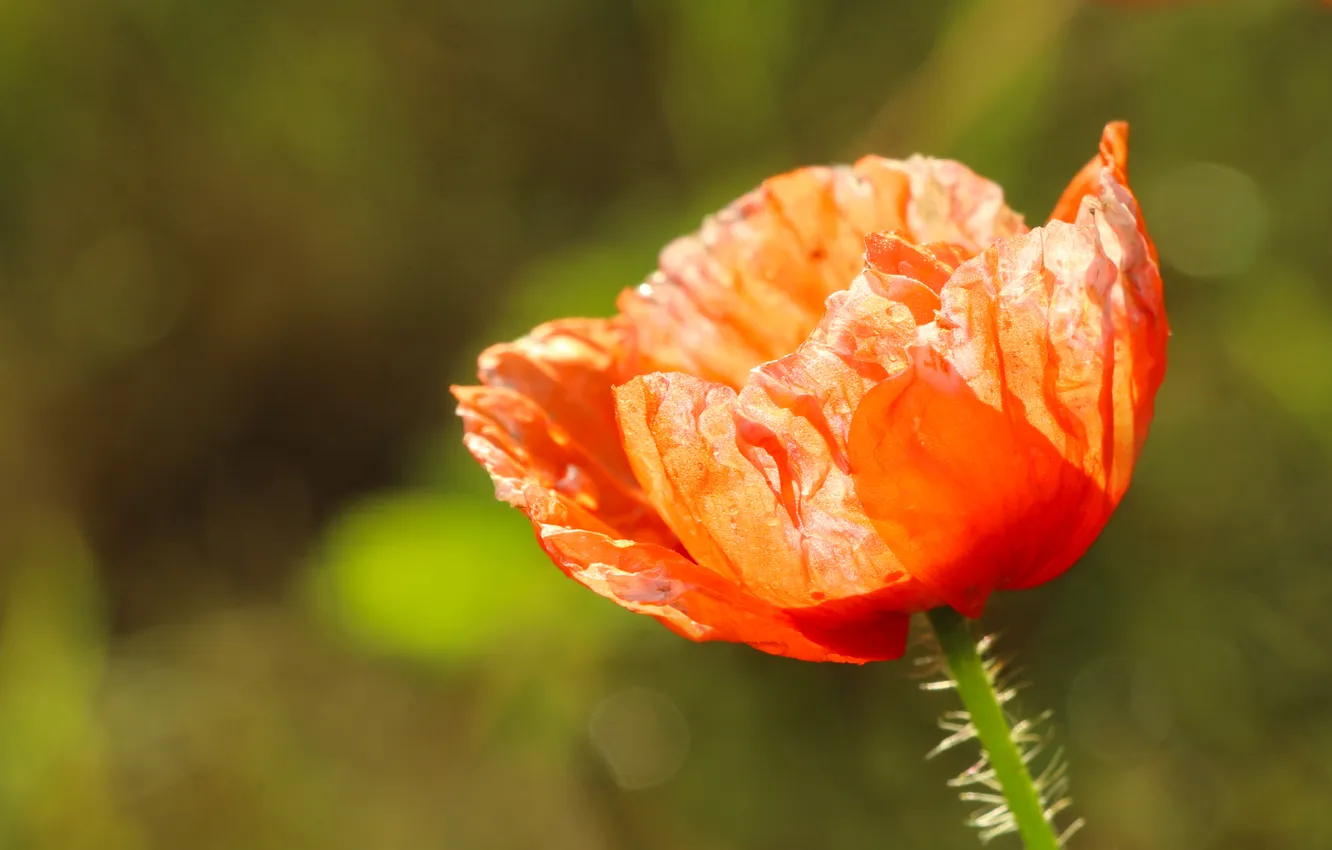 Фото обои red, flower, poppy