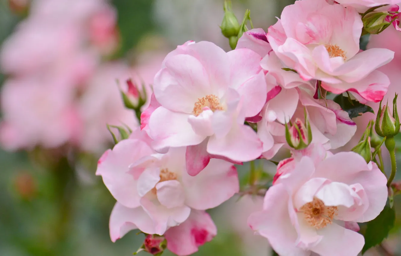 Фото обои макро, розы, лепестки, розовые, бутоны